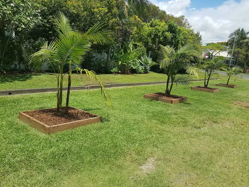 Mowed lawn and tidy garden beds around young palms